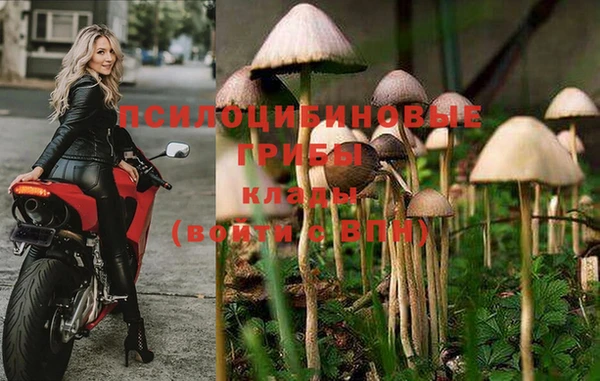 шишки Арсеньев