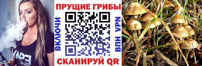 Купить где  Баксан  Псилоцибиновые грибы мицелий 